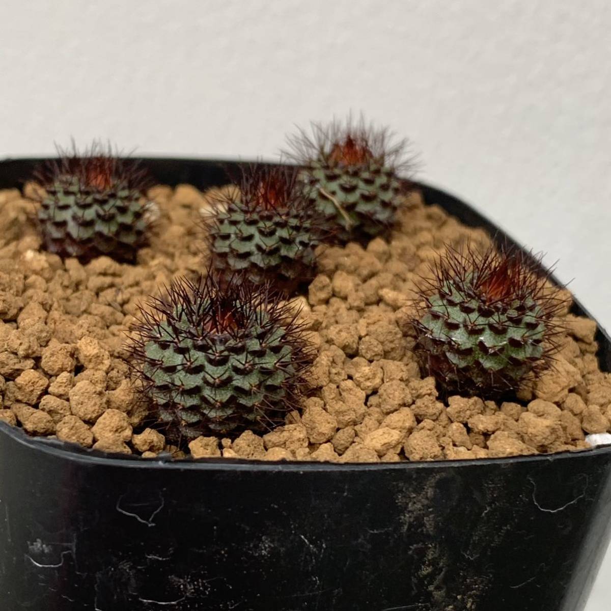 フライレア アトロベラ Vos322 F Railea Atobella Vos322 国内実生4苗 南米サボテン 多肉植物 観葉植物 コピアポアcopiapoa サボテン 売買されたオークション情報 Yahooの商品情報をアーカイブ公開 オークファン Aucfan Com