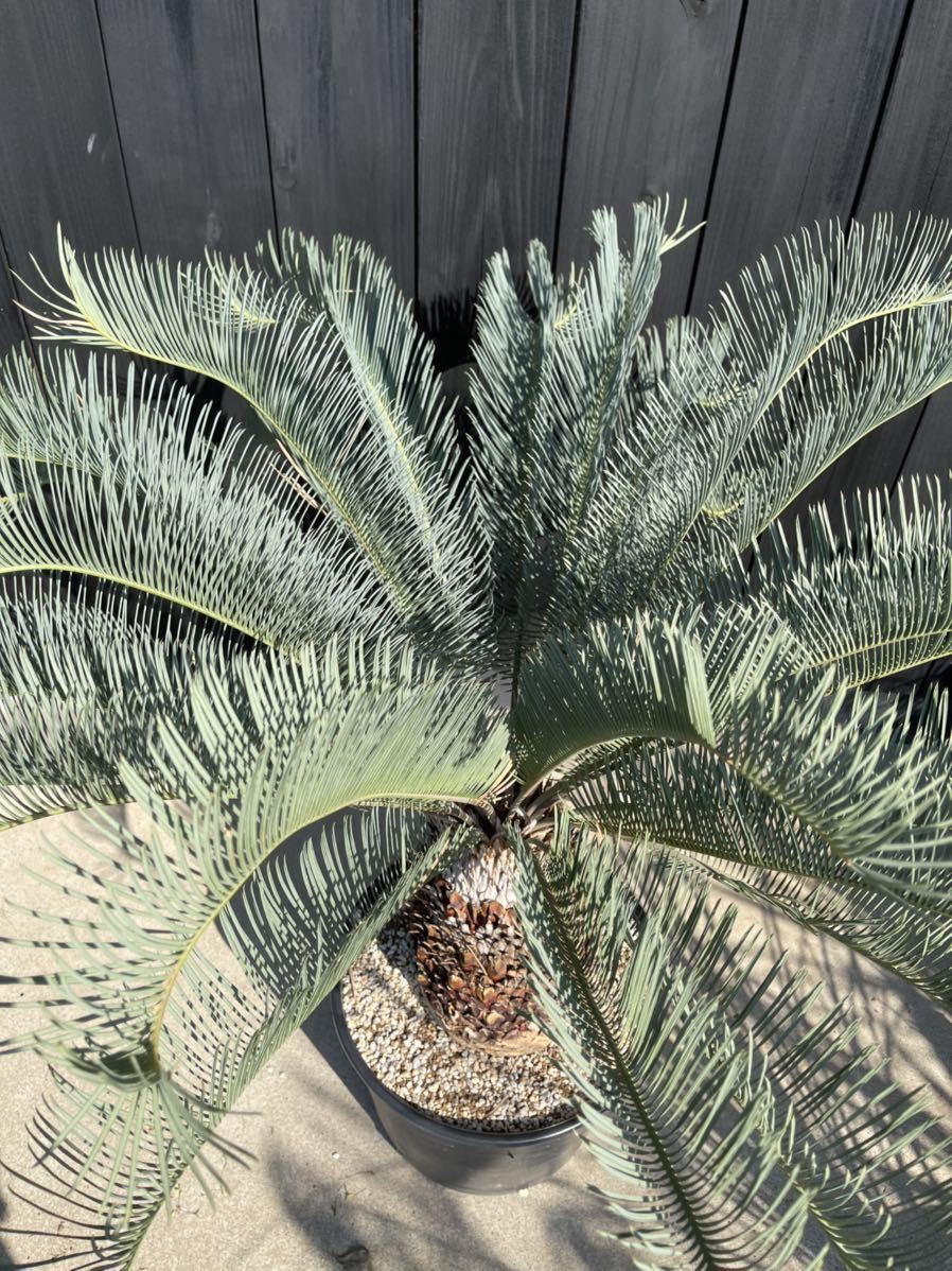 cycas cairnsiana サイカス カイルンシアナ 特選株 さがの植物店(観葉