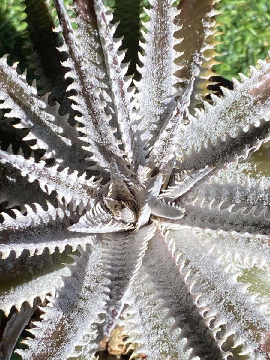 人気 ディッキア Dyckia 