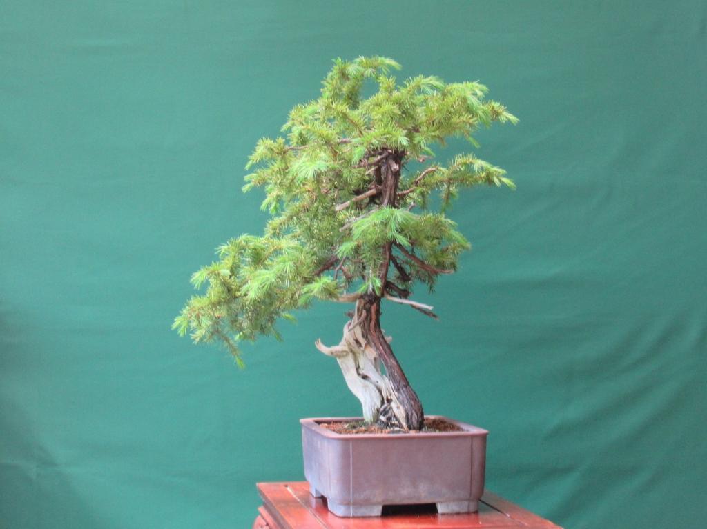 山採り　小品盆栽　杜松　逸品　盆栽　シャリ幹 杜松盆栽」ジン、シャリ幹・山採り木/特撰素材(441) 【公式通販】