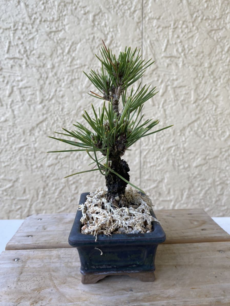 盆栽屋大和】黒松盆栽 樹齢60年取りに来れる方大歓迎 自社配送も可