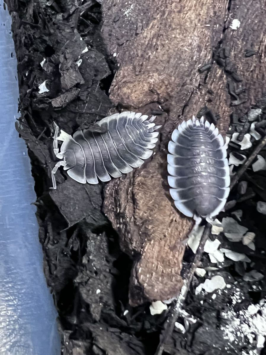 ワーネリー オオワラジムシ 5匹 即繁殖個体 Porcellio Werneri ダンゴムシ ワラジムシ ヤマト着払い発送も可能 虫類 売買されたオークション情報 Yahooの商品情報をアーカイブ公開 オークファン Aucfan Com