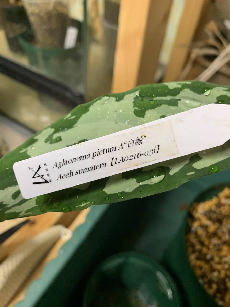 LA便ネームド株 Aglaonema Pictum A'' 白鯨''【LA0216-03i