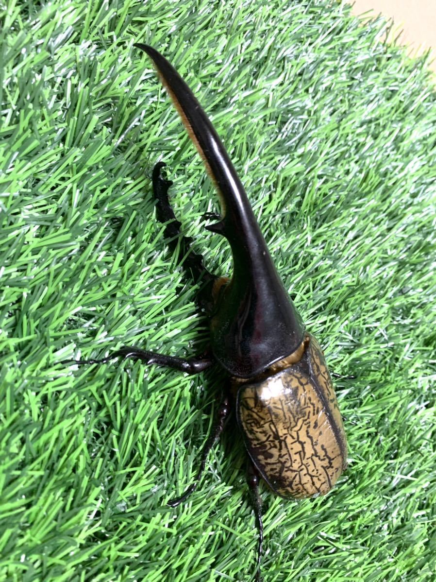 DH オオカブト ♂♀ ペア ヘラクレス 成虫 超大型・超極太血統 