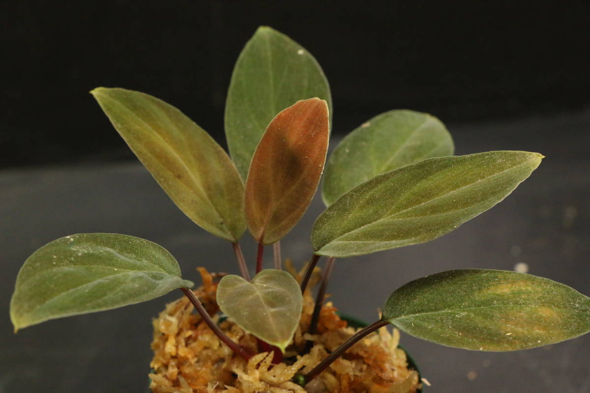 Homalomena sp. 北Sanggau Brown TB便 ホマロメナ Homalomena sp. 北Sanggau Brown TB便 ホマロメナ