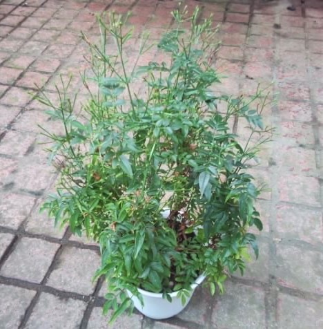 ハゴロモジャスミン 羽衣 苗 ホワイト花 観葉植物 その他 売買されたオークション情報 Yahooの商品情報をアーカイブ公開 オークファン Aucfan Com