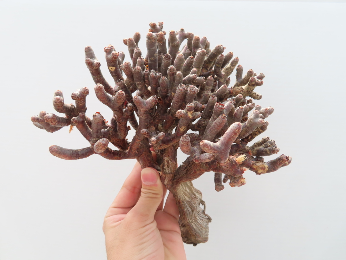 新品，正規品 ム012 現地 ペラルゴニウム ミラビレ 中‐大 5/1最新到着 抜き苗 Pelargonium mirabile 枯れ枝アリ(観葉植物)｜売買されたオークション情報、yahooの商品情報をアーカイブ公開 - オークファン その他
