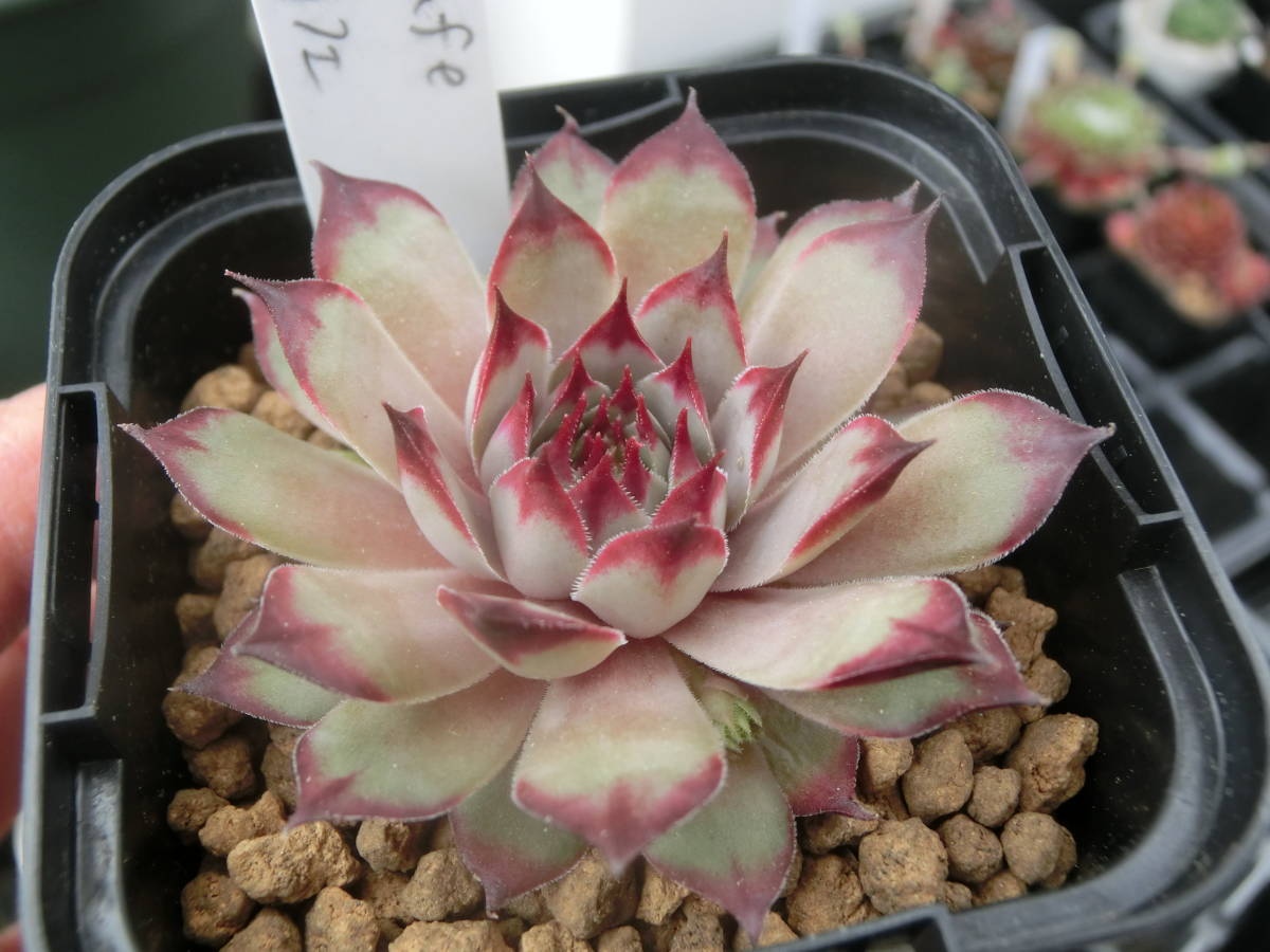 センペルビウム カフェ Sempervivumu cafe ☆3点以上で第4種送料無料