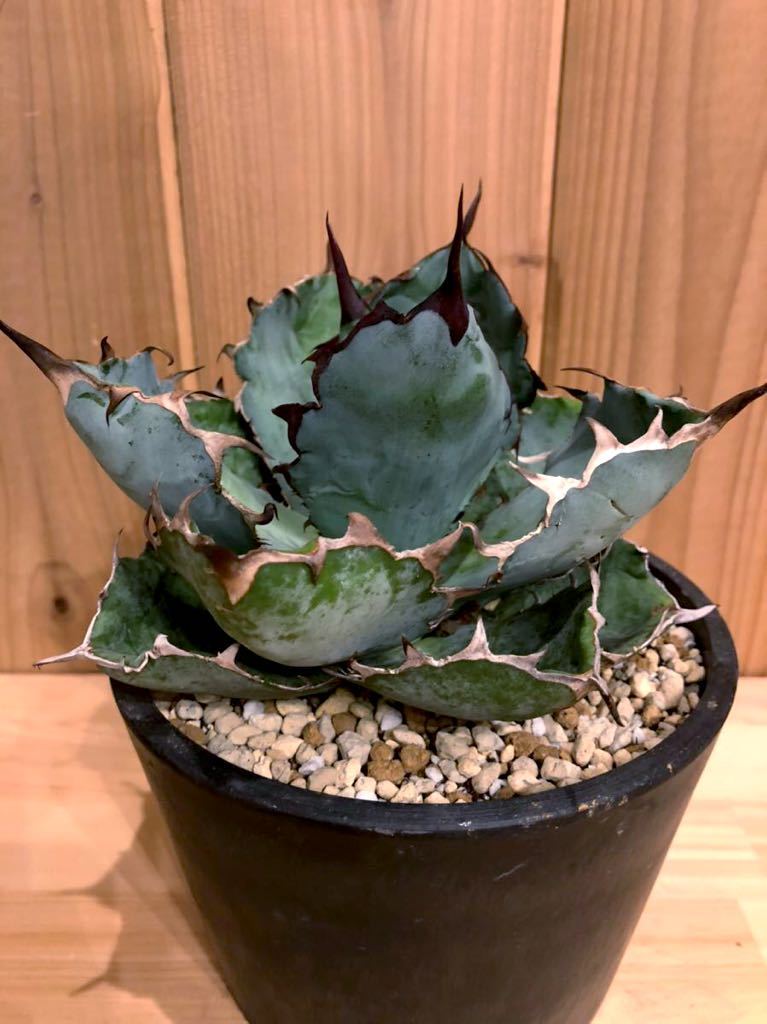 アガベ　チタノタ　白鯨　検）シーザー　ハデス　オアハカ　ブラックアンドブルー アガベ チタノタ ブラック&ブルー Agave Titanota BB (検 シーザー
