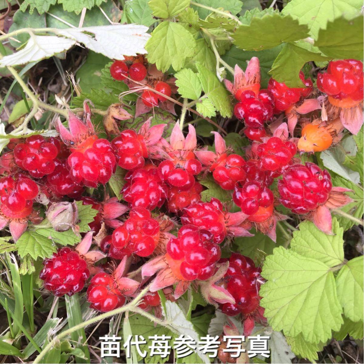 木苺苗2種類2株セット 小苗 苗代苺 草苺抜き苗 日本の野生天然ラズベリー ワイルドベリー 木いちご 木イチゴ苗木 ワイルドストロベリー 売買されたオークション情報 Yahooの商品情報をアーカイブ公開 オークファン Aucfan Com