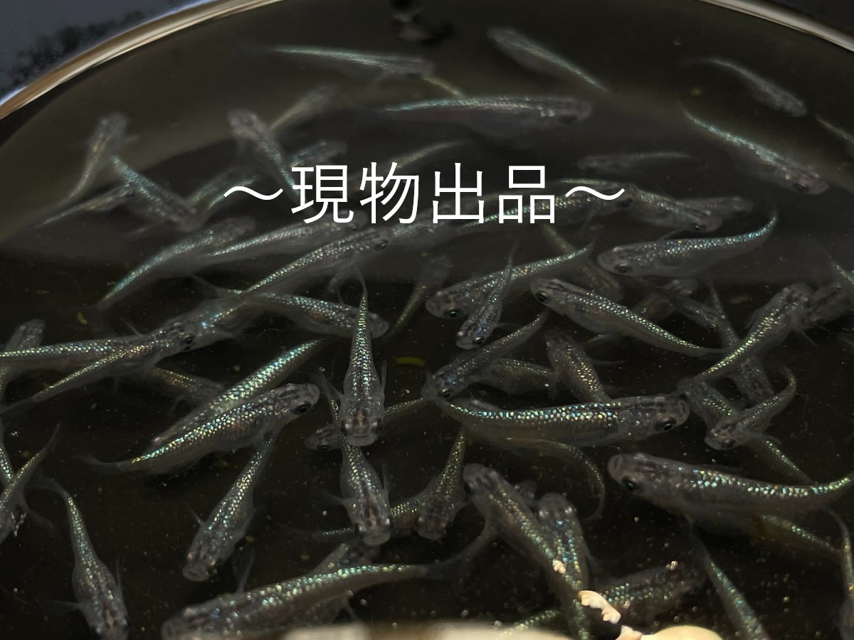 サファイア マルコ 背鰭無し　稚魚～成魚　めだか　メダカ　６０匹　固定率_1
