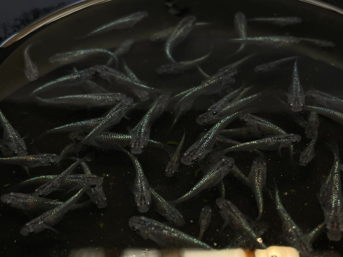 サファイア マルコ 背鰭無し　稚魚～成魚　めだか　メダカ　６０匹　固定率_3