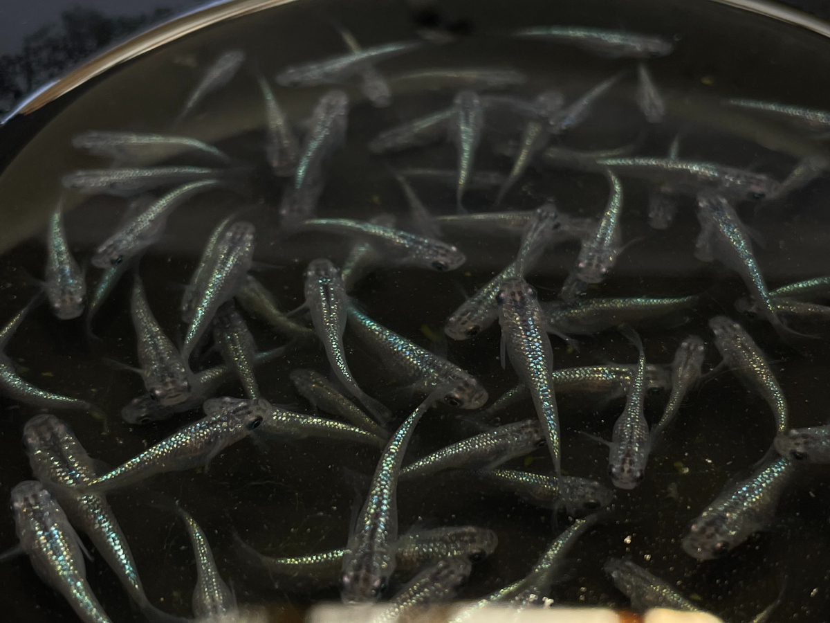 サファイア マルコ 背鰭無し　稚魚～成魚　めだか　メダカ　６０匹　固定率_4