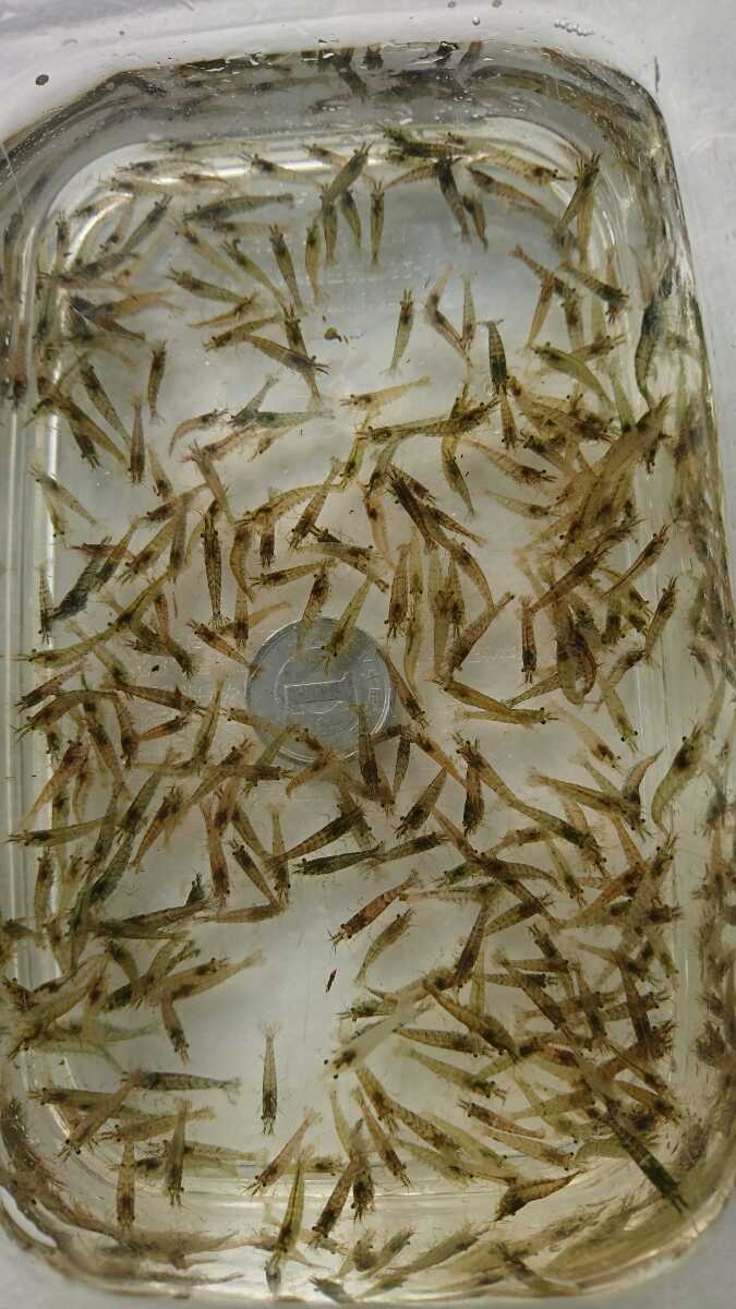 80サイズ ミナミヌマエビ 稚エビ 1 5 前後 500匹 A ヌマエビ 売買されたオークション情報 Yahooの商品情報をアーカイブ公開 オークファン Aucfan Com