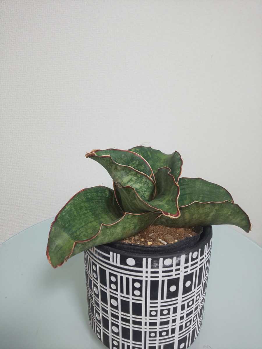 種 ドラゴンウィング サンスベリア Sansevieria Ehrenbergii Dragon Wing サンセベリア アガベ サボテン ロリダ レア アガベ 売買されたオークション情報 Yahooの商品情報をアーカイブ公開 オークファン Aucfan Com