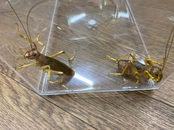 品質保証，豊富な メス単品 NO5 リオック 成虫 オバケコロギス成虫♀69ミリ 昆虫販売アリスト 1円(その他)｜売買されたオークション情報、yahooの商品情報をアーカイブ公開 - オークファン その他