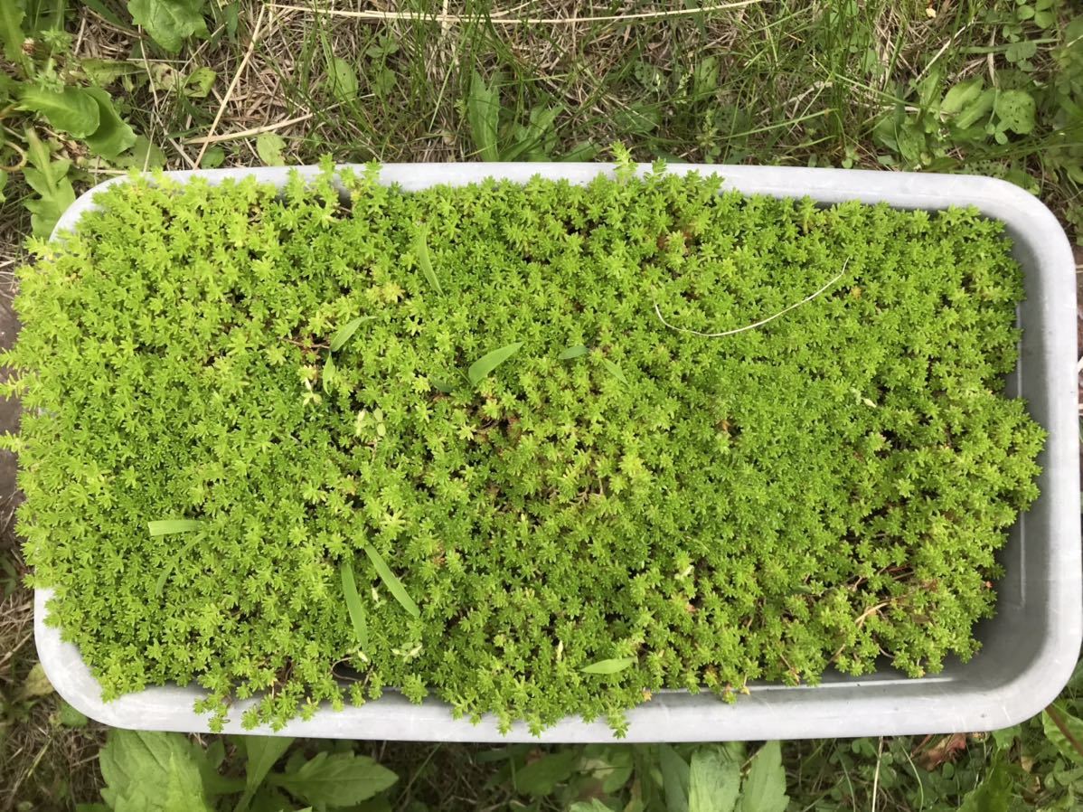多肉植物 セダム 万年草抜き苗グランドカバー 雑草対策などに プランター1ケ分 苗 売買されたオークション情報 Yahooの商品情報をアーカイブ公開 オークファン Aucfan Com
