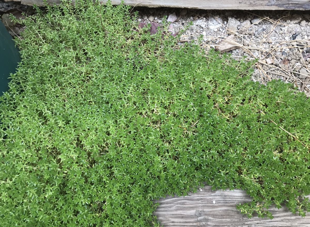 多肉植物 セダム 万年草抜き苗グランドカバー 雑草対策などに プランター1ケ分 苗 売買されたオークション情報 Yahooの商品情報をアーカイブ公開 オークファン Aucfan Com