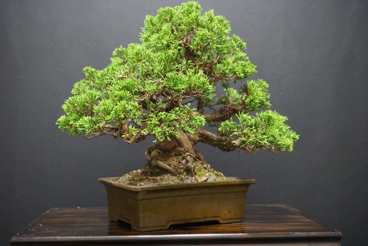 糸魚川真柏》糸魚川 真柏盆栽 真柏 中品/ 黒松 五葉松 盆栽鉢