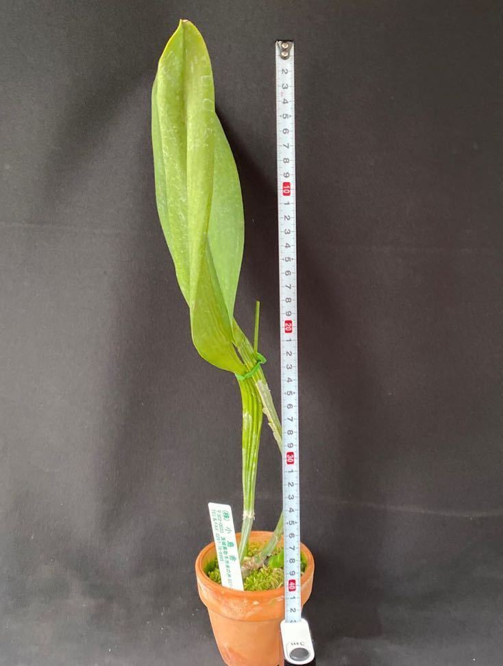 洋蘭大輪カトレア交配種(オリジナル株) C.Izumi Melody 'Flawless