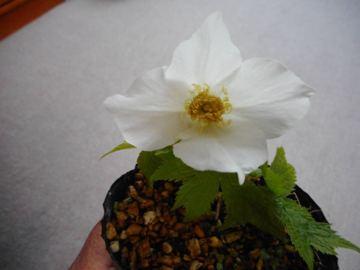 山野草 八重咲き白花シラネアオイB 1花付き株（初花） 「山野草の女王
