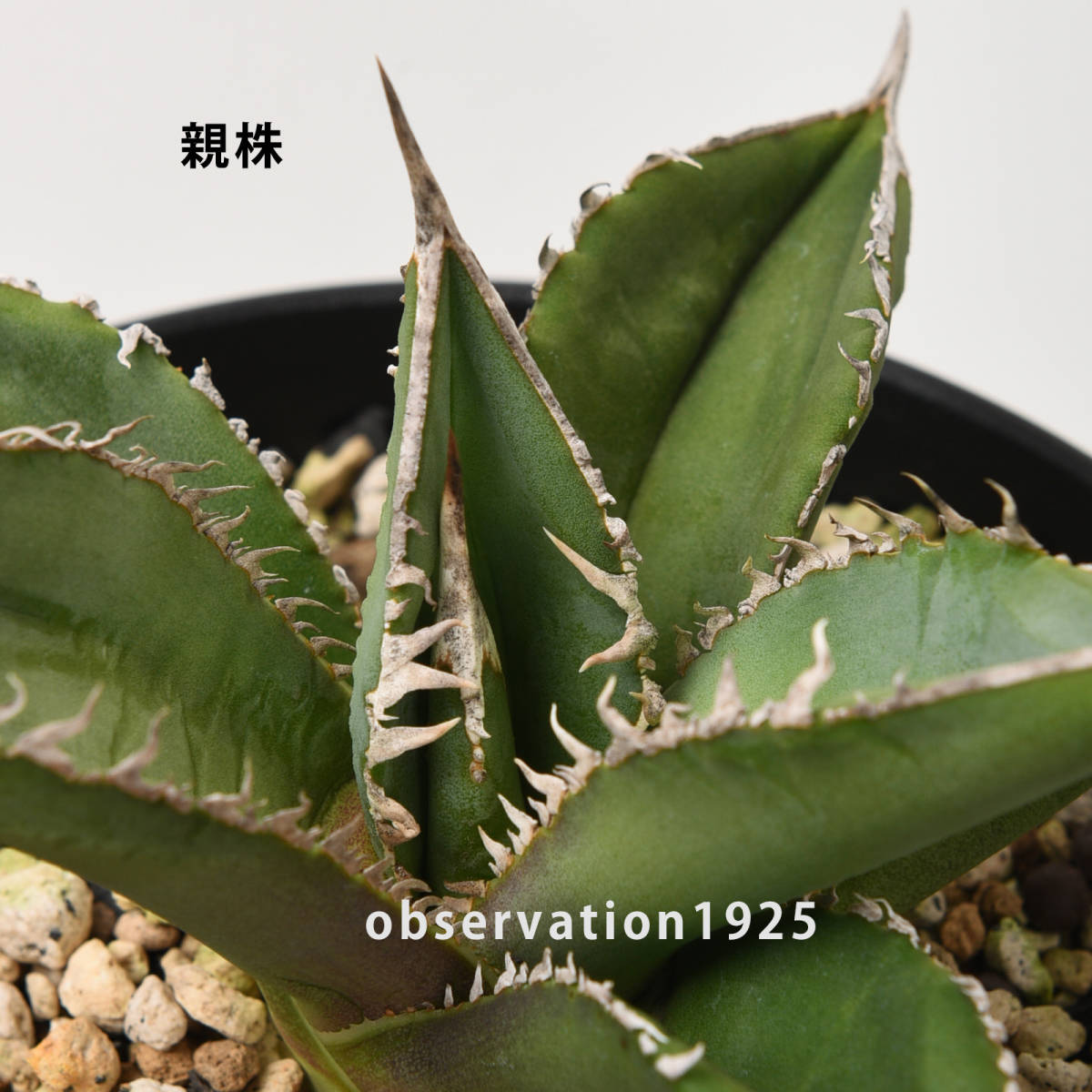 アガベ チタノタ イタリア カキコ NAY027【カキコ】Agave titanota アガベ チタノタ Fo-076 sierra