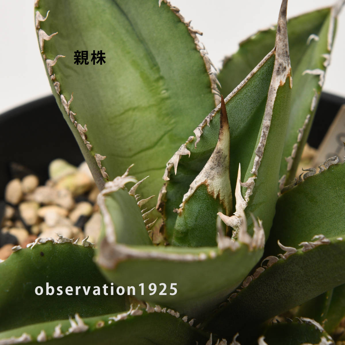NAY027【カキコ】Agave titanota アガベ チタノタ Fo-076 sierra