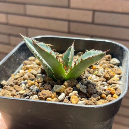 アガベ チタノタ agave 低価，セール アリゾナ 激レア高級品種 アガベ