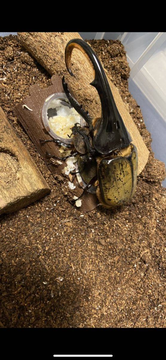 ヘラクレスヘラクレス ガルシア血統初2〜3令幼虫7頭売り切り1円スタート_1