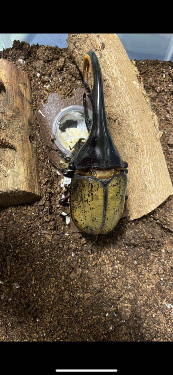 ヘラクレスヘラクレス ガルシア血統初2〜3令幼虫7頭売り切り1円スタート_2