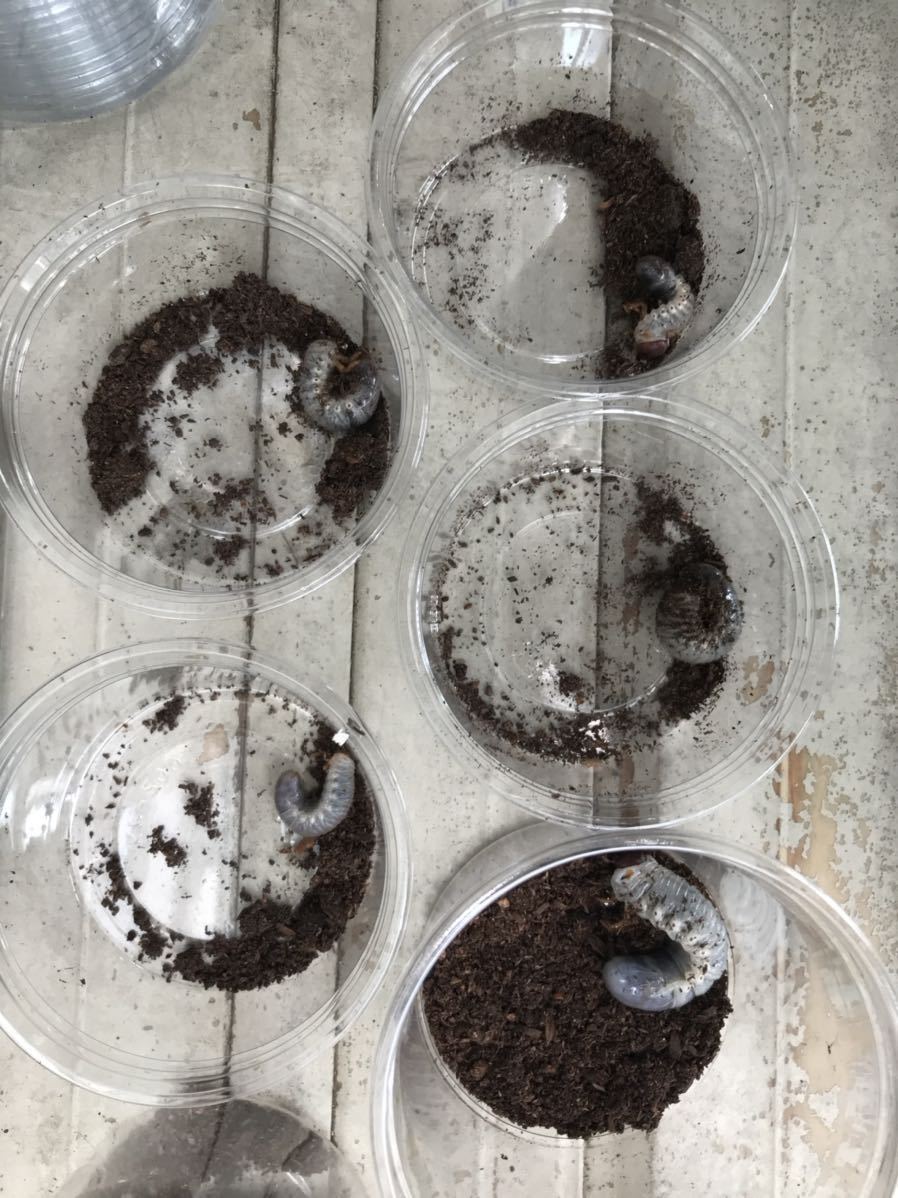 ヘラクレスヘラクレス ガルシア血統初2〜3令幼虫7頭売り切り1円スタート_5