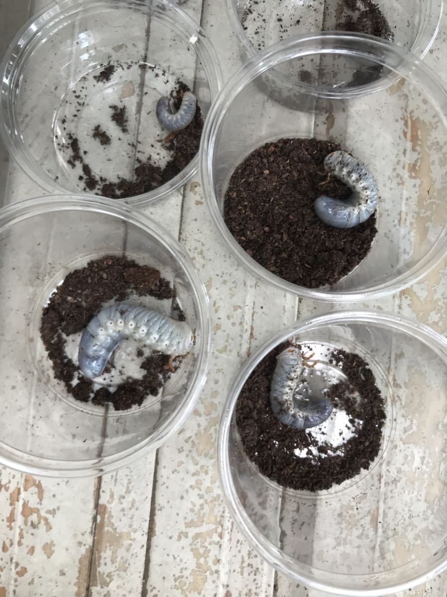 ヘラクレスヘラクレス ガルシア血統初2〜3令幼虫7頭売り切り1円スタート_6