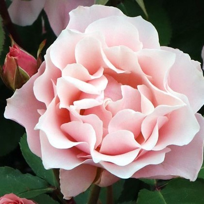 バラ苗 ダフネ バラ 売買されたオークション情報 Yahooの商品情報をアーカイブ公開 オークファン Aucfan Com