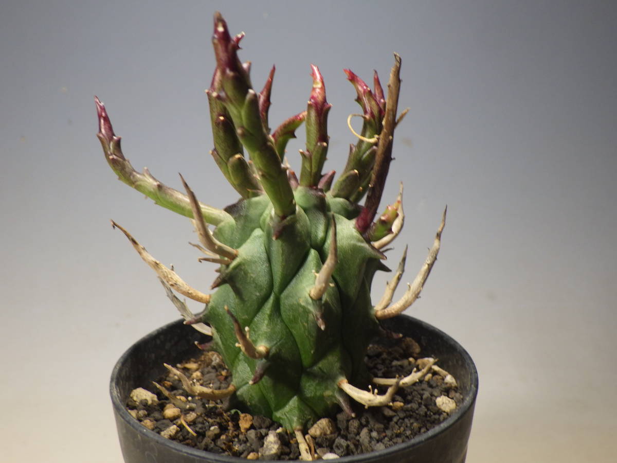 ゴトウ園芸！！ ☆多肉植物☆ ユーフォルビア 闘牛角 ユーフォルビア