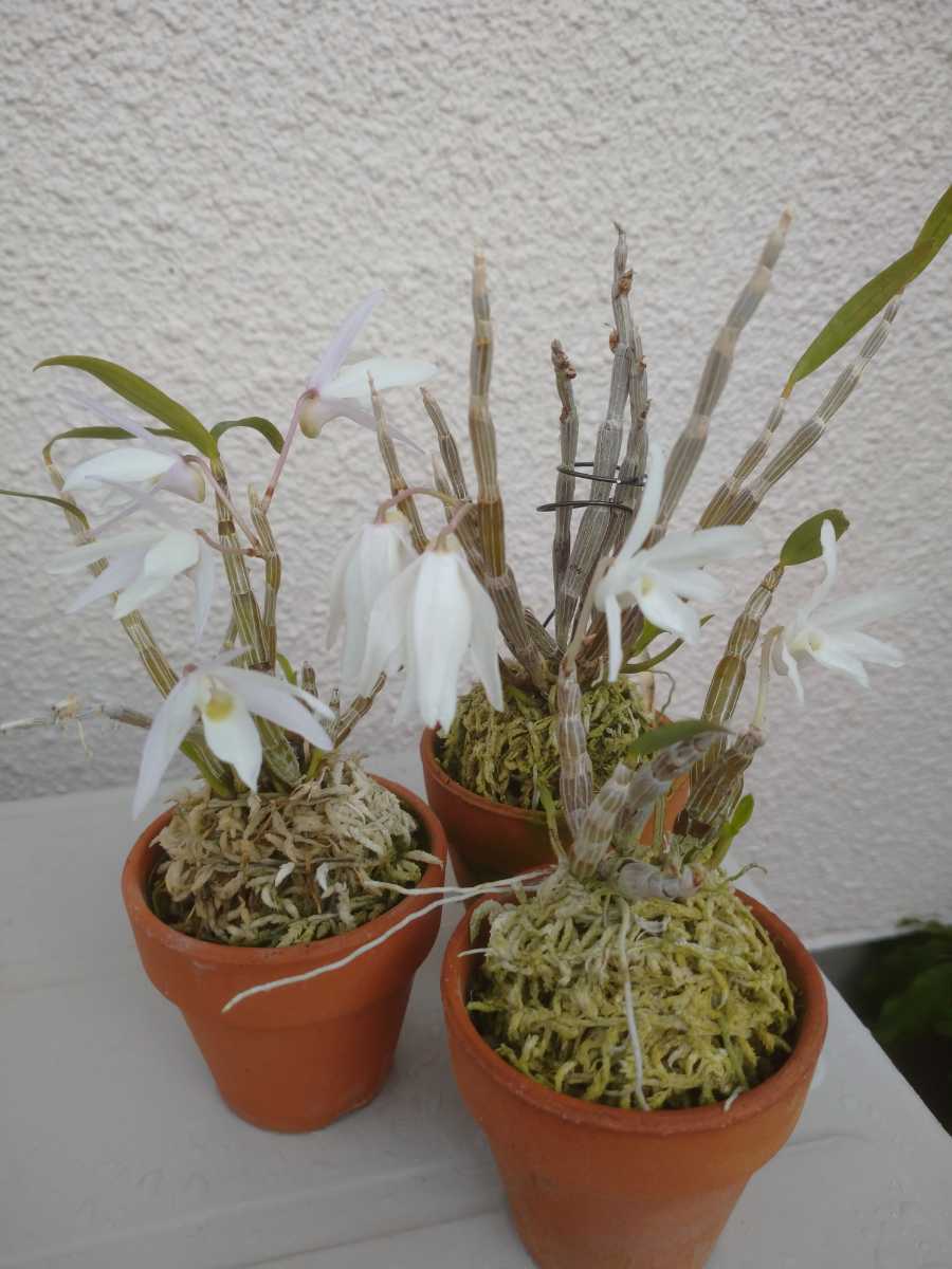 セッコク ３鉢セット 着生ラン デンドロビューム 東洋蘭 山野草 ラン 売買されたオークション情報 Yahooの商品情報をアーカイブ公開 オークファン Aucfan Com