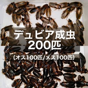 デュビア成虫 500匹 250匹 Webstartup Com Br