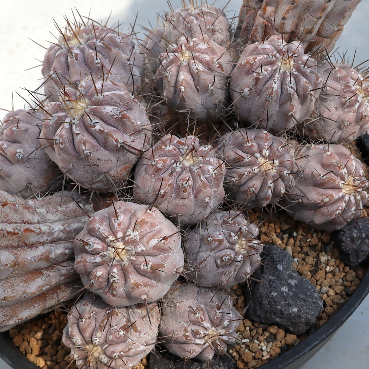 コピアポア サボテン 黒王丸 山木 白刺黒王丸 cinerea 多肉植物