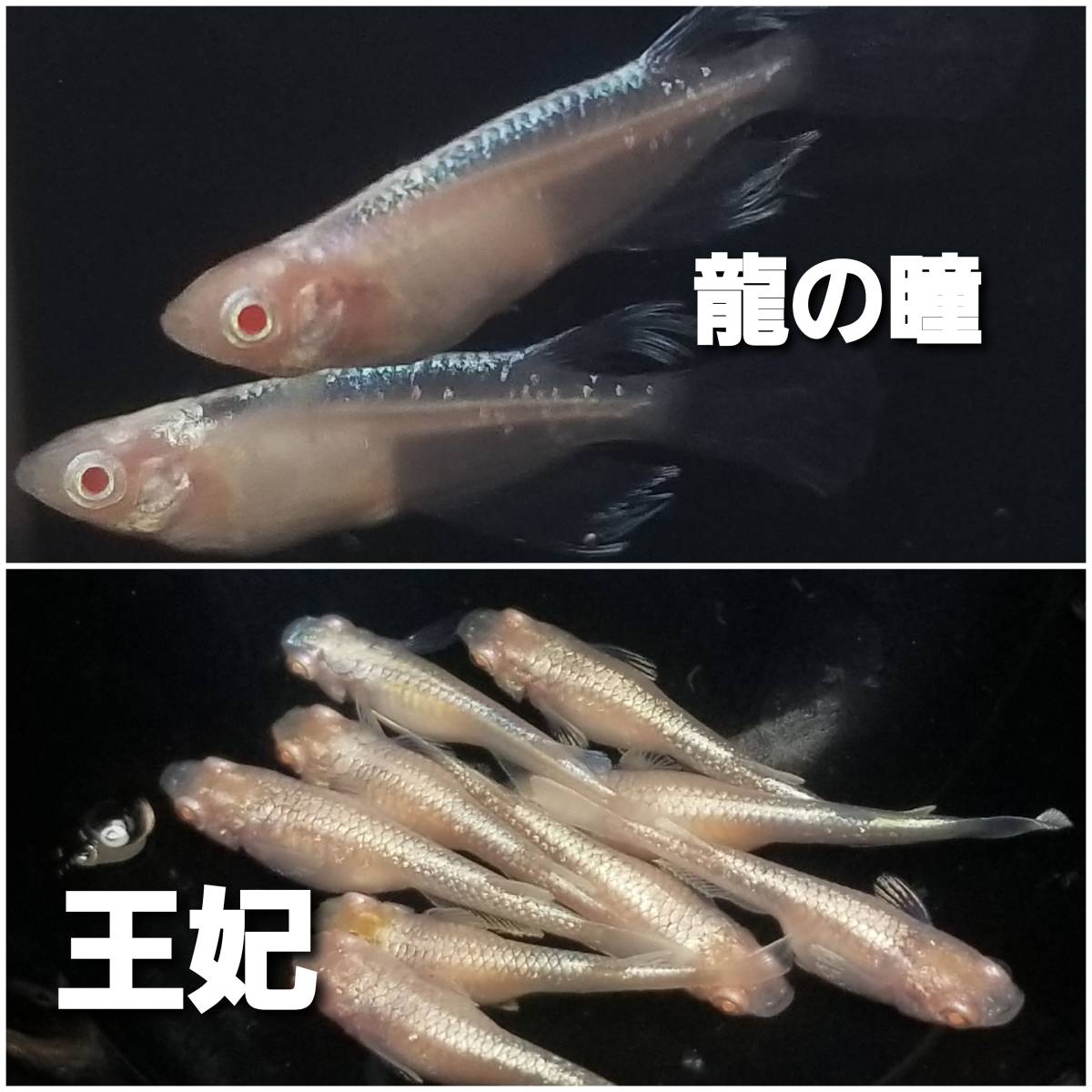 アルビノメダカ 2種類の卵 各個 A 王妃メダカと龍の瞳メダカ めだか 売買されたオークション情報 Yahooの商品情報をアーカイブ公開 オークファン Aucfan Com