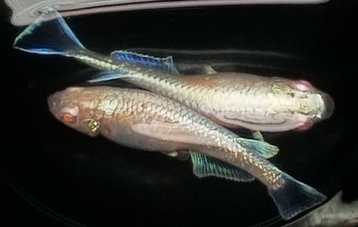 兵庫メダカ】王妃 有精卵20個 +α 王妃メダカ