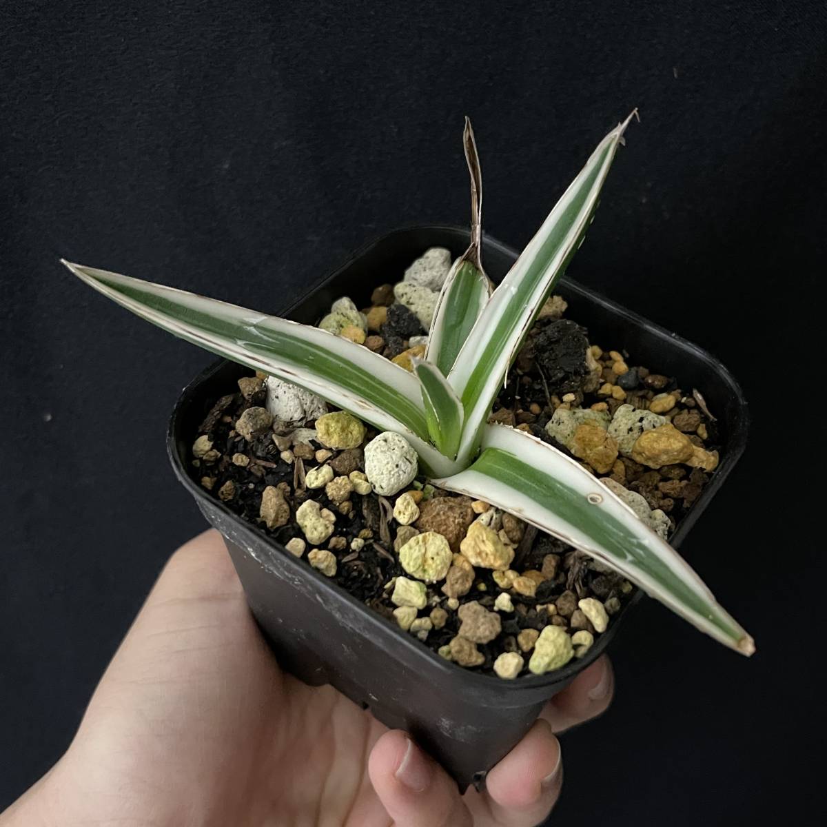 Agave アガベ victoriae-reginae victoriae agave 氷山 'Hyouzan' 笹の