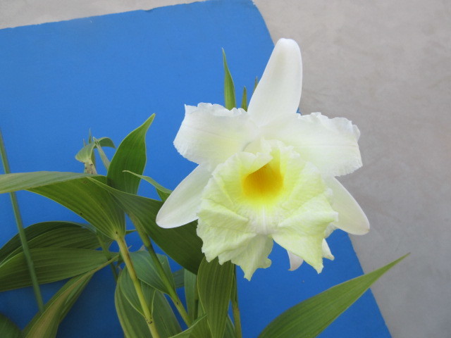 洋蘭 原種 ソブラリア Sob. macrantha fma alba 花付 ラン 鉢植え