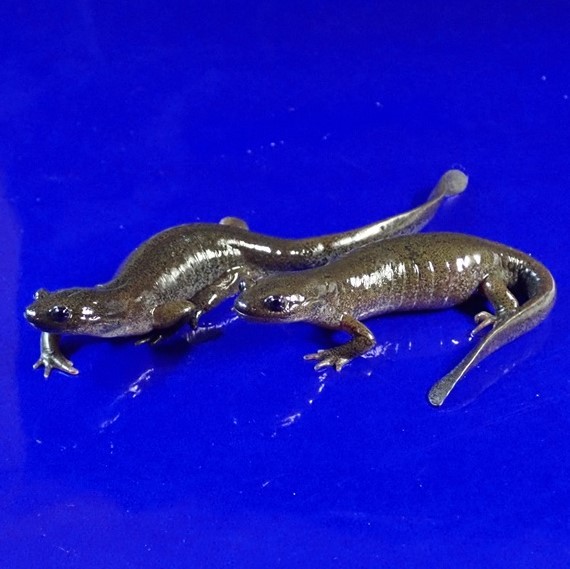 Vl 繁殖直前 クロサンショウウオ 全長 149mm 139mm イモリ サラマンダー 売買されたオークション情報 Yahooの商品情報をアーカイブ公開 オークファン Aucfan Com