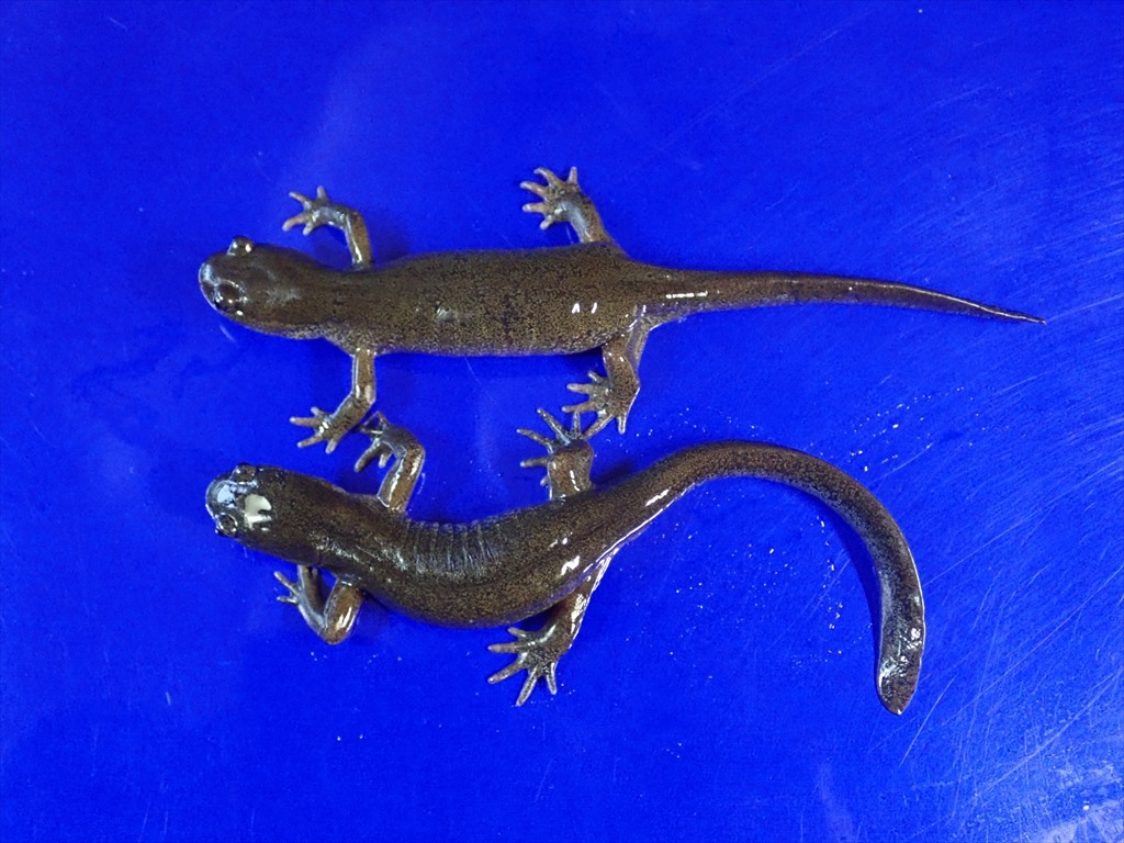 Vl 繁殖直前 クロサンショウウオ 全長 149mm 139mm イモリ サラマンダー 売買されたオークション情報 Yahooの商品情報をアーカイブ公開 オークファン Aucfan Com