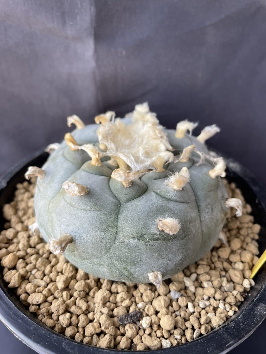 サボテン 多肉植物 大型烏羽玉 3 Www Megaeducare Com