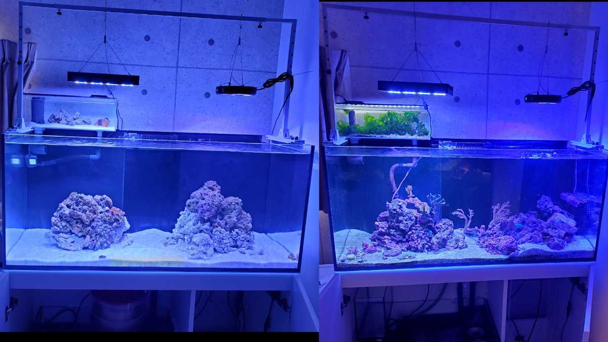 引き取り 海水魚 レアサンゴ含む生体 希望者ライブロック30kg 円 サンゴ 売買されたオークション情報 Yahooの商品情報をアーカイブ公開 オークファン Aucfan Com
