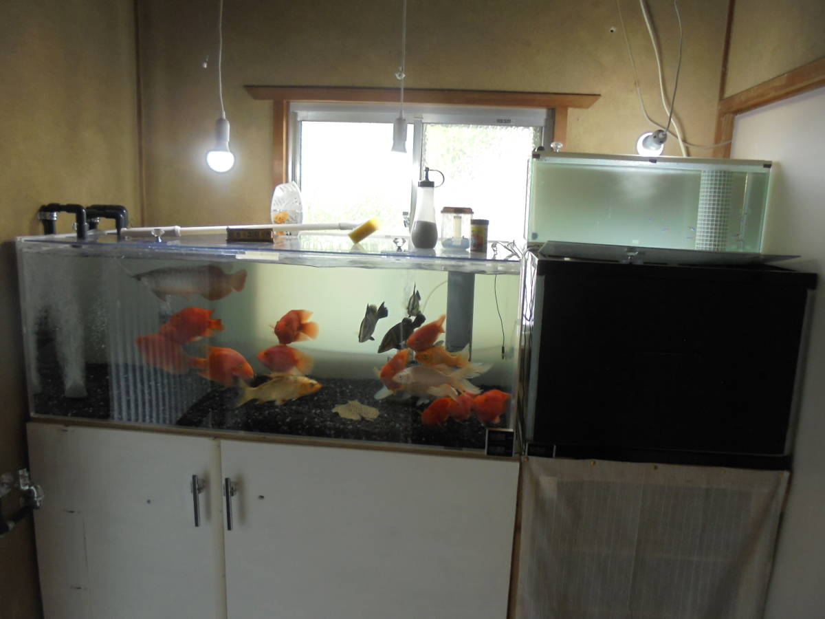 1 60 45アクリル水槽 60 45 45ガラス水槽 60ガラススリム水槽 濾過槽 台 その他付属品 アカメ過背金龍エイその他 1cm 売買されたオークション情報 Yahooの商品情報をアーカイブ公開 オークファン Aucfan Com