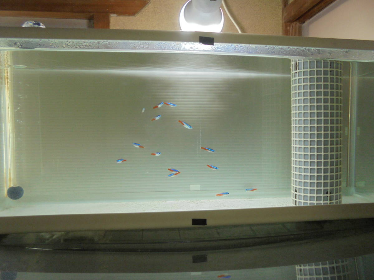 120×60×45アクリル水槽 60×45×45ガラス水槽 60ガラススリム水槽＋濾過 