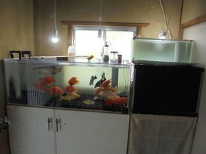 スリム水槽の値段と価格推移は 98件の売買情報を集計したスリム水槽の価格や価値の推移データを公開