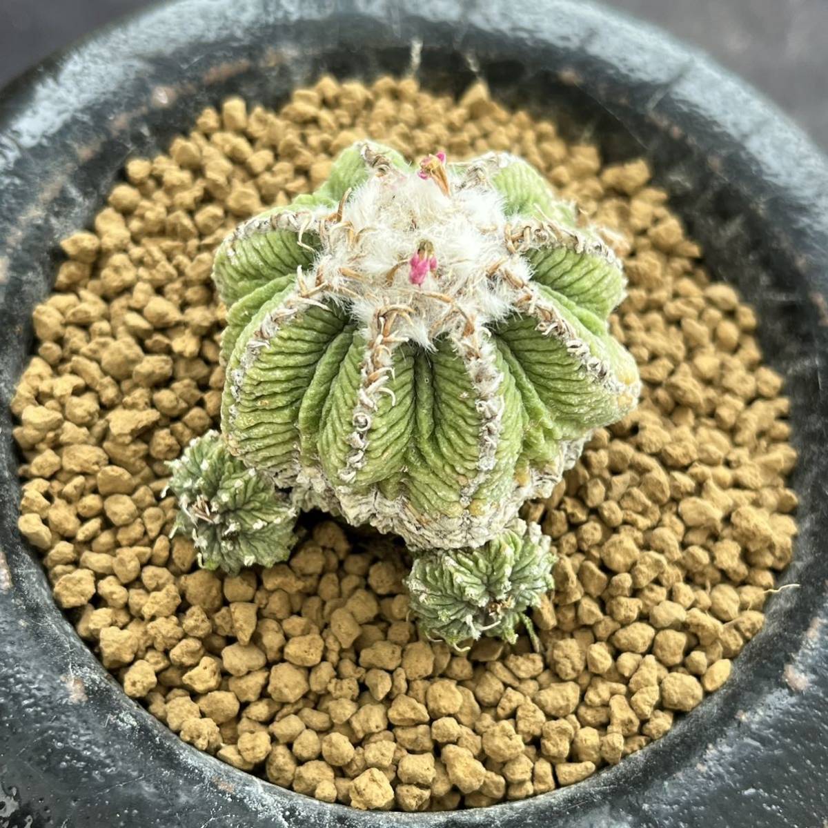 サボテン 多肉植物 808 アズテキウム 花籠 実生 Aztekium Ritteri Seedling Bigboxestudios Com Br サボテン 多肉植物 808 アズテキウム 花籠 実生 Aztekium Ritteri Seedling Bigboxestudios Com Br