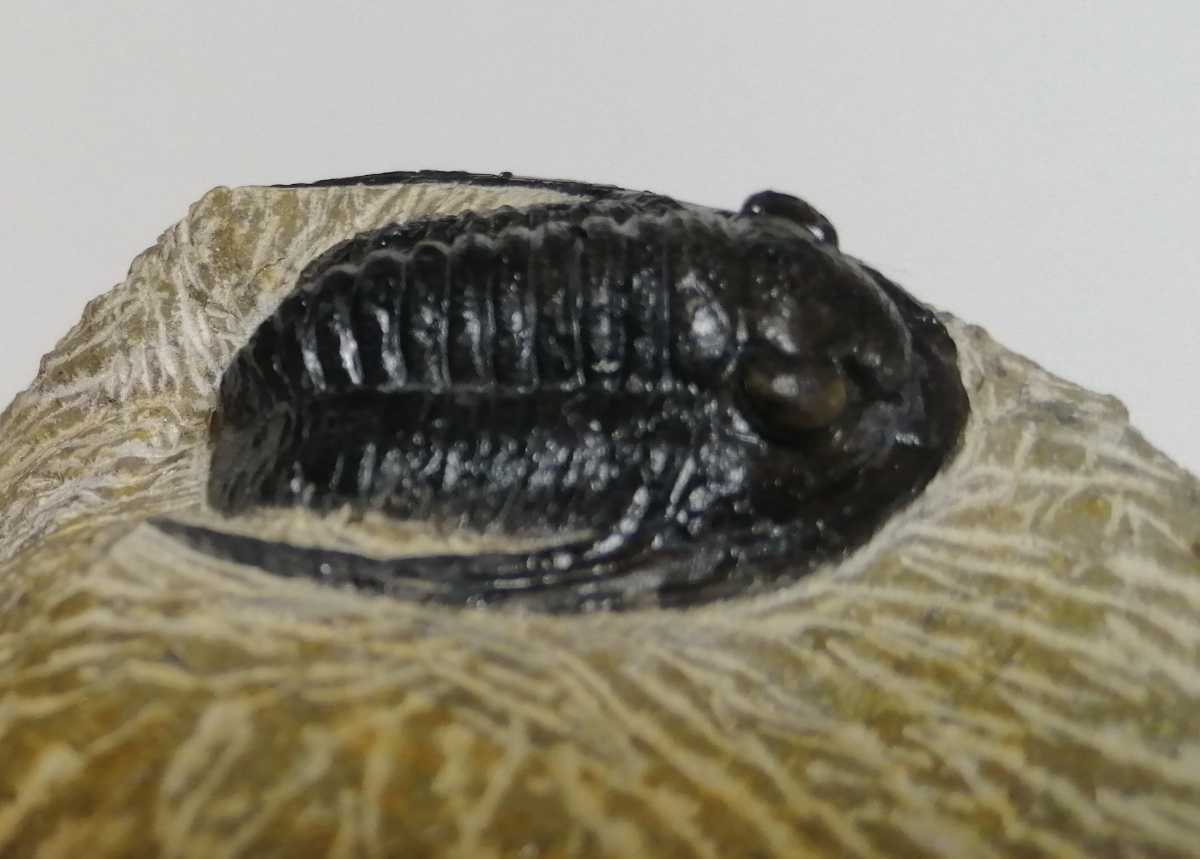 三葉虫 モロッコ産 cornuproetus cornutus (PH-1-36) (ウミユリ⁄ヒトデ